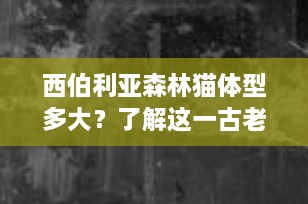 西伯利亚森林猫体型多大？了解这一古老而迷人的大型猫种