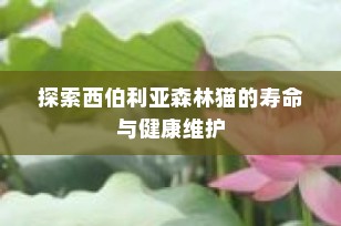 探索西伯利亚森林猫的寿命与健康维护