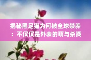 揭秘黑足猫为何被全球禁养：不仅仅是外表的萌与杀戮机器