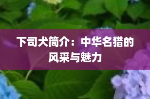 下司犬简介：中华名猎的风采与魅力