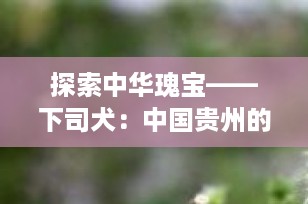 探索中华瑰宝——下司犬：中国贵州的传奇猎犬品种