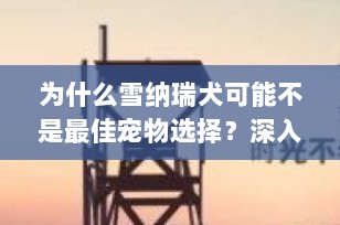 为什么雪纳瑞犬可能不是最佳宠物选择？深入了解饲养挑战