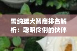 雪纳瑞犬智商排名解析：聪明伶俐的伙伴