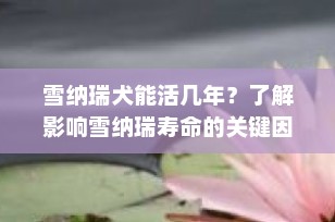 雪纳瑞犬能活几年？了解影响雪纳瑞寿命的关键因素