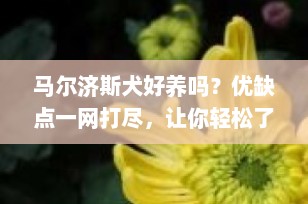 马尔济斯犬好养吗？优缺点一网打尽，让你轻松了解爱宠真相！