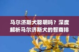 马尔济斯犬聪明吗？深度解析马尔济斯犬的智商排名与特性