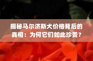 揭秘马尔济斯犬价格背后的真相：为何它们如此珍贵？