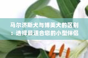 马尔济斯犬与博美犬的区别：选择最适合您的小型伴侣犬