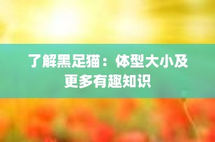 了解黑足猫：体型大小及更多有趣知识