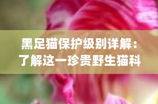 黑足猫保护级别详解：了解这一珍贵野生猫科动物的现状