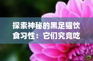 探索神秘的黑足猫饮食习性：它们究竟吃什么？