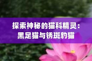 探索神秘的猫科精灵：黑足猫与锈斑豹猫