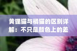 黄狸猫与橘猫的区别详解：不只是颜色上的差异