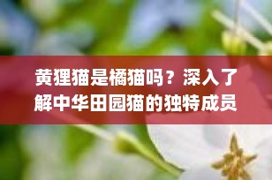 黄狸猫是橘猫吗？深入了解中华田园猫的独特成员
