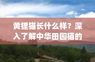黄狸猫长什么样？深入了解中华田园猫的魅力代表