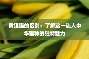 黄狸猫的区别：了解这一迷人中华猫种的独特魅力