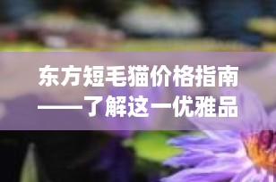 东方短毛猫价格指南——了解这一优雅品种的市场价值