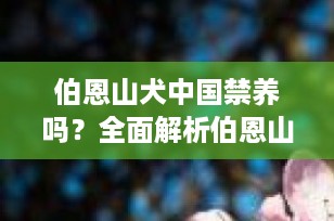 伯恩山犬中国禁养吗？全面解析伯恩山犬在中国的饲养规定