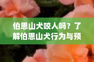 伯恩山犬咬人吗？了解伯恩山犬行为与预防措施