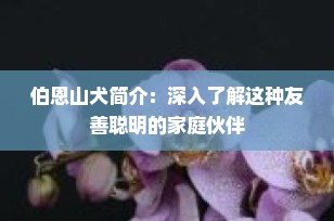 伯恩山犬简介：深入了解这种友善聪明的家庭伙伴