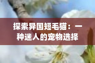 探索异国短毛猫：一种迷人的宠物选择