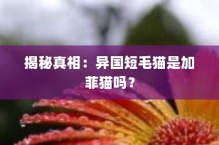 揭秘真相：异国短毛猫是加菲猫吗？