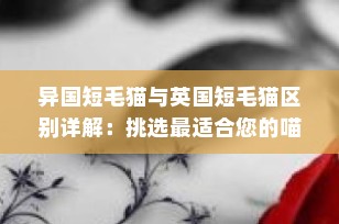 异国短毛猫与英国短毛猫区别详解：挑选最适合您的喵星人