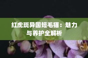 红虎斑异国短毛猫：魅力与养护全解析