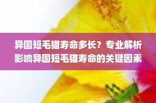 异国短毛猫寿命多长？专业解析影响异国短毛猫寿命的关键因素