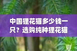 中国狸花猫多少钱一只？选购纯种狸花猫的全面指南