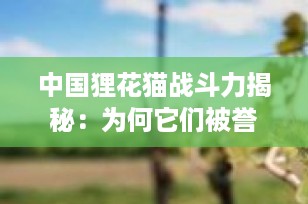中国狸花猫战斗力揭秘：为何它们被誉为“猫界斗士”？