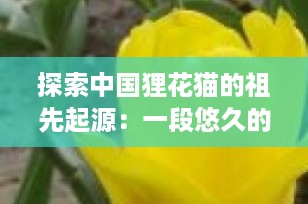 探索中国狸花猫的祖先起源：一段悠久的历史之旅