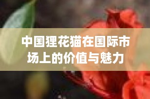 中国狸花猫在国际市场上的价值与魅力