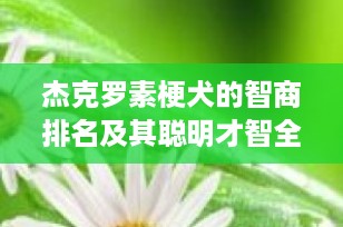 杰克罗素梗犬的智商排名及其聪明才智全面解析