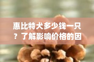 惠比特犬多少钱一只？了解影响价格的因素与选购指南