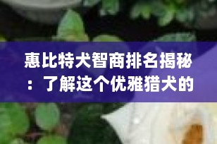 惠比特犬智商排名揭秘：了解这个优雅猎犬的智慧水平