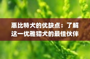 惠比特犬的优缺点：了解这一优雅猎犬的最佳伙伴特质
