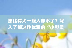 惠比特犬一般人养不了？深入了解这种优雅的“小型灵缇”