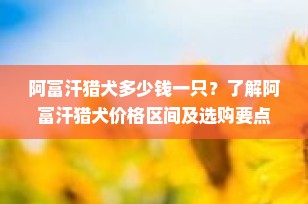 阿富汗猎犬多少钱一只？了解阿富汗猎犬价格区间及选购要点