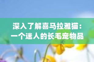 深入了解喜马拉雅猫：一个迷人的长毛宠物品种