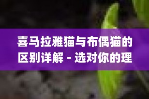 喜马拉雅猫与布偶猫的区别详解 - 选对你的理想宠物