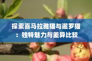 探索喜马拉雅猫与暹罗猫：独特魅力与差异比较