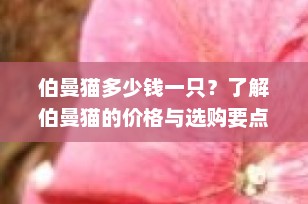 伯曼猫多少钱一只？了解伯曼猫的价格与选购要点