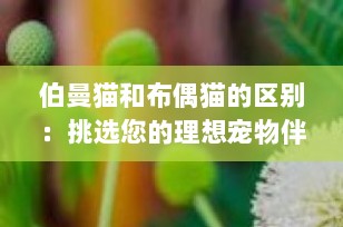 伯曼猫和布偶猫的区别：挑选您的理想宠物伴侣