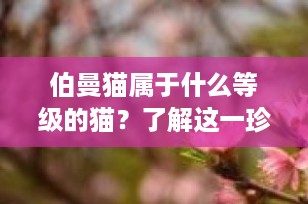 伯曼猫属于什么等级的猫？了解这一珍贵宠物猫的独特魅力