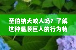 圣伯纳犬咬人吗？了解这种温顺巨人的行为特征与训练要点
