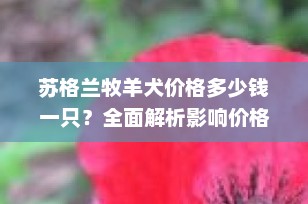 苏格兰牧羊犬价格多少钱一只？全面解析影响价格的因素与购买指南
