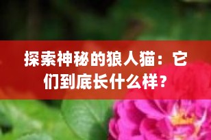 探索神秘的狼人猫：它们到底长什么样？