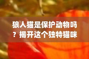 狼人猫是保护动物吗？揭开这个独特猫咪品种的神秘面纱