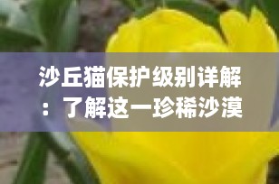 沙丘猫保护级别详解：了解这一珍稀沙漠精灵的法律地位